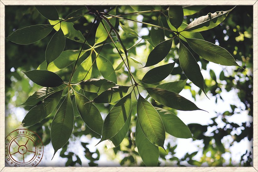 Bombax ceiba leaves attached to the stem (lower side)