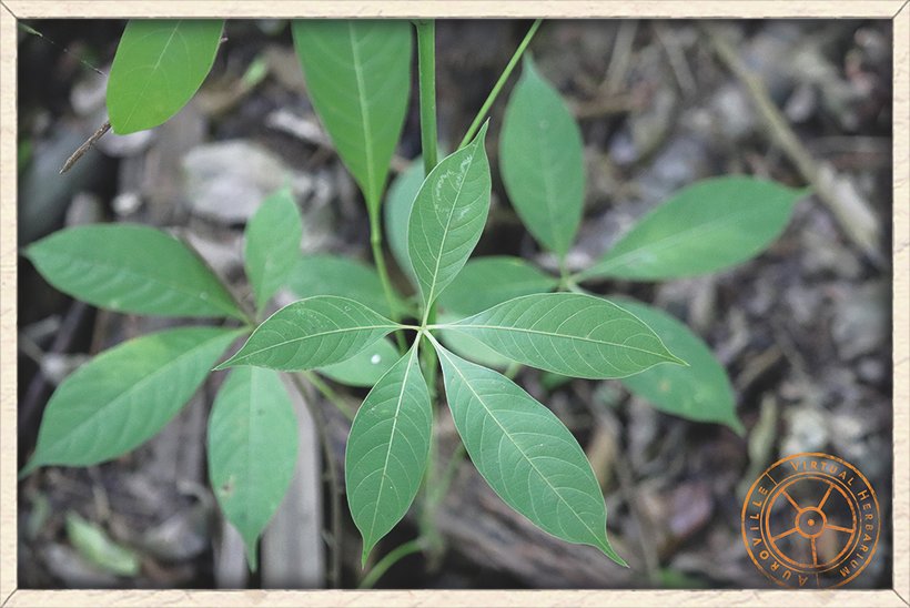 Bombax ceiba young leaf (upper side)