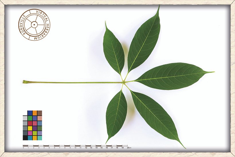 Bombax ceiba full compound leaf (upper side), palmate with 5 leaflets