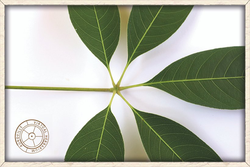 Bombax ceiba central point connecting the leaflets