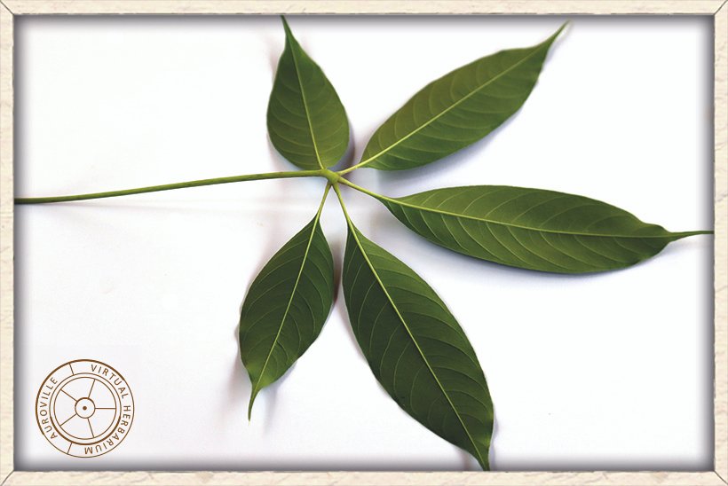 Bombax ceiba leaf (lower side) with curved and swollen petiole at central point