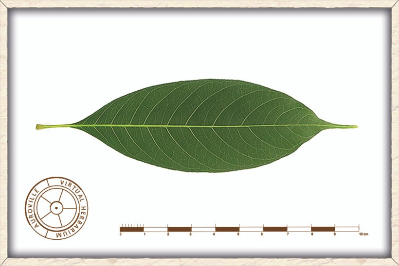 Bombax ceiba leaflet (upper side)