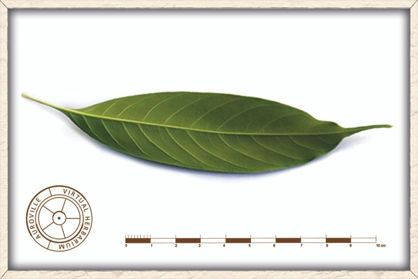 Bombax ceiba leaflet (lower side)