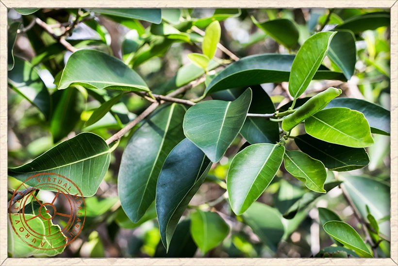 Ficus microcarpa leaves