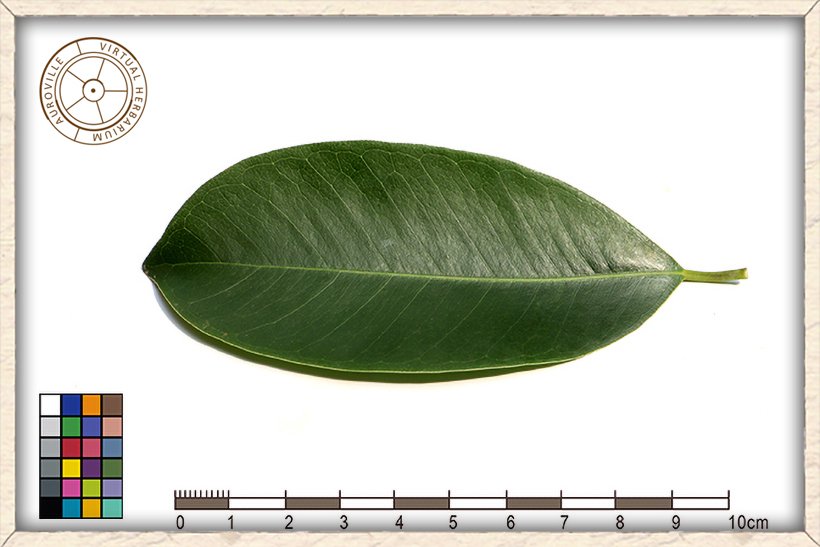 Ficus microcarpa leaf (upper side)