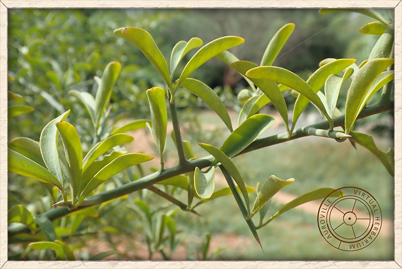Balanites roxburghii bi-foliolate leaves on green stem