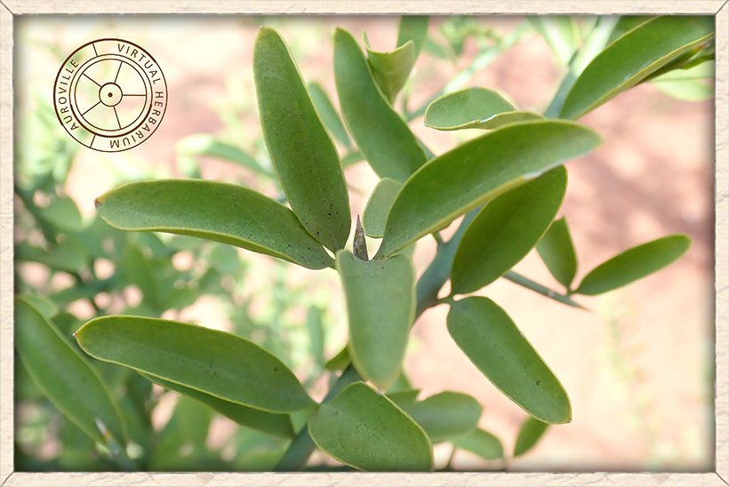 Balanites roxburghii bi-foliolate leaves