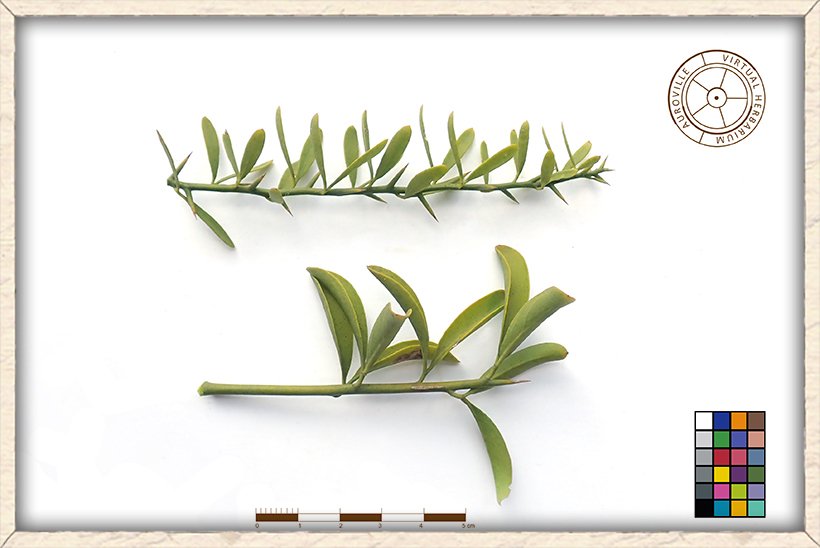 Balanites roxburghii leaves and thorns on stem