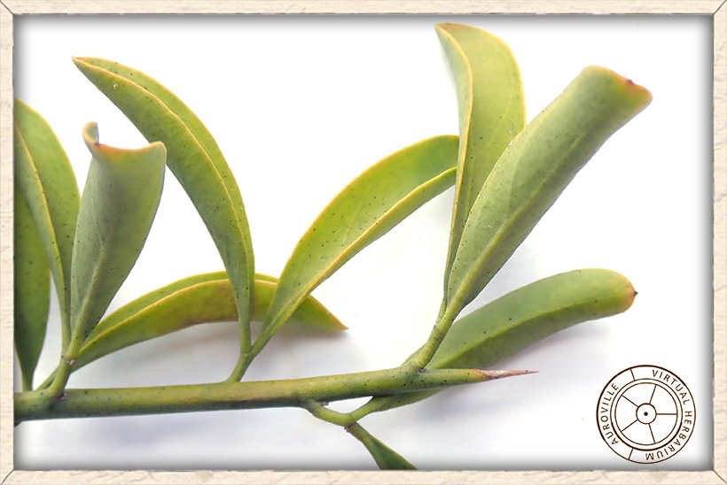 Balanites roxburghii leaves with terminal thorn