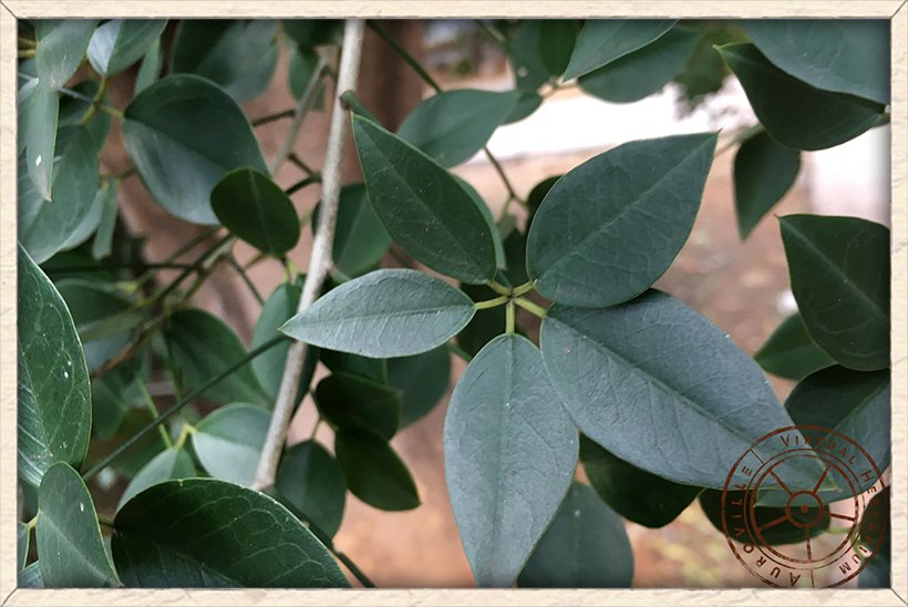 Maerua apetala 5 foliolate leaf