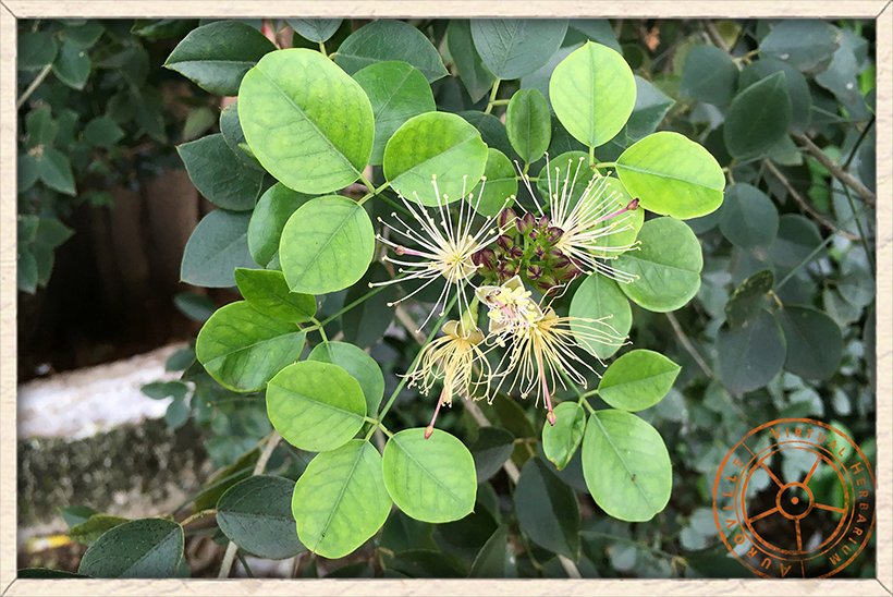 Maerua apetala trifoliate young leaves in alternate arrangement