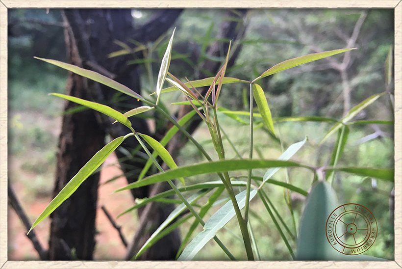 Maerua apetala trifoliate leaves in young specimen
