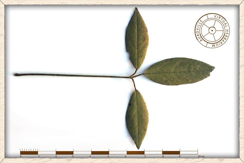 Maerua apetala trifoliate leaf (upper side)