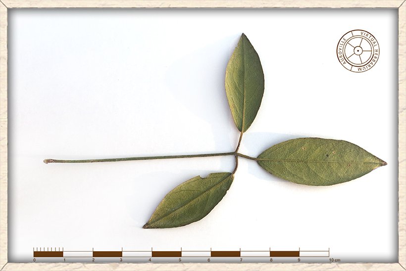 Maerua apetala trifoliate leaf (lower side)