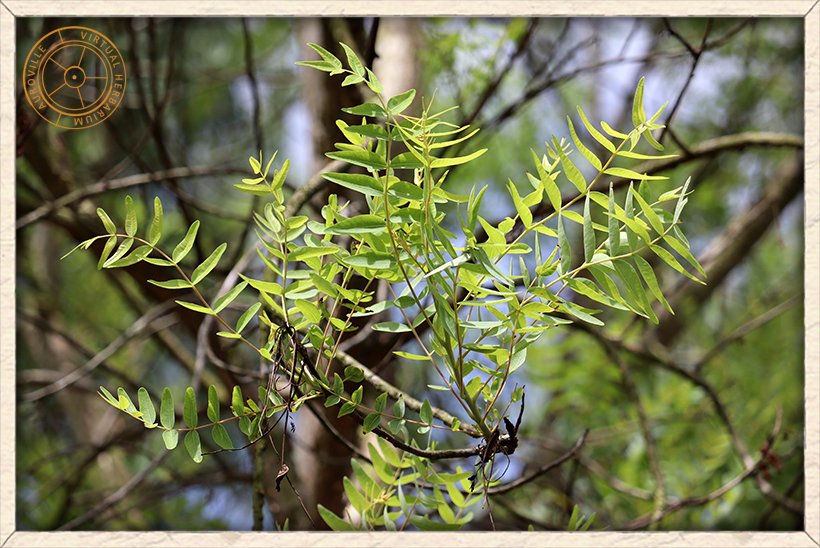 Boswellia serrata leaves in alternate arrangement