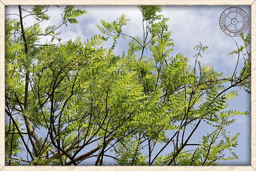 Boswellia serrata leaves more dense at the end of the branches