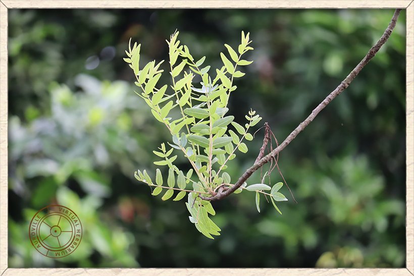 Boswellia serrata erected leaves at the end of dropping branch