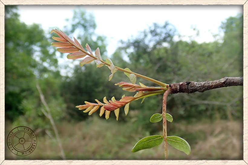 Boswellia serrata new growth of leaves