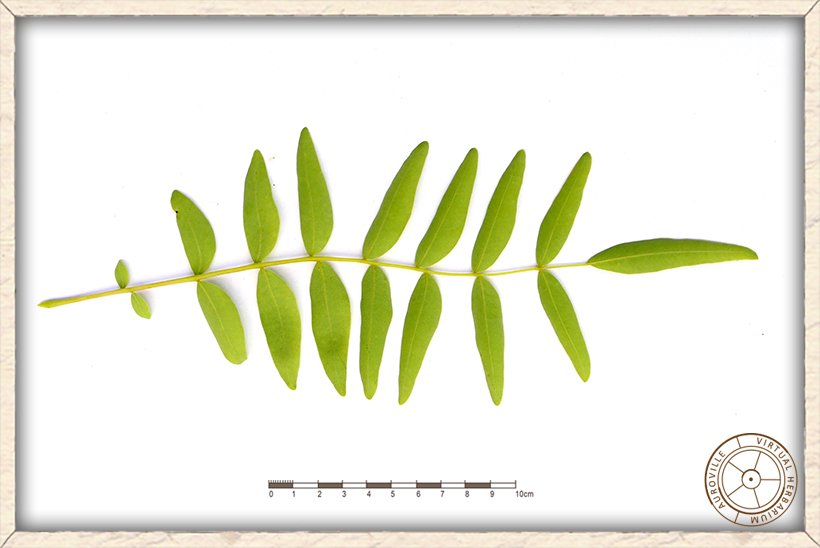 Boswellia serrata pinnate leaf (lower side)