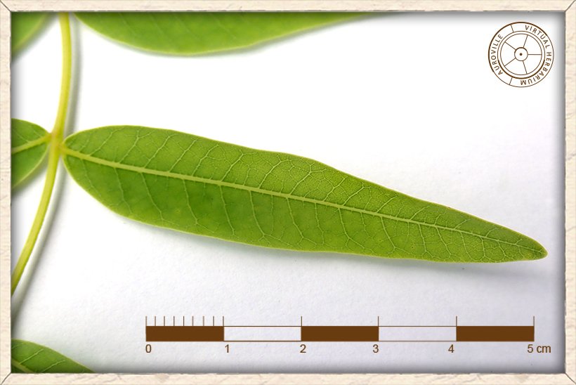 Boswellia serrata oblong leaflet (upper side)