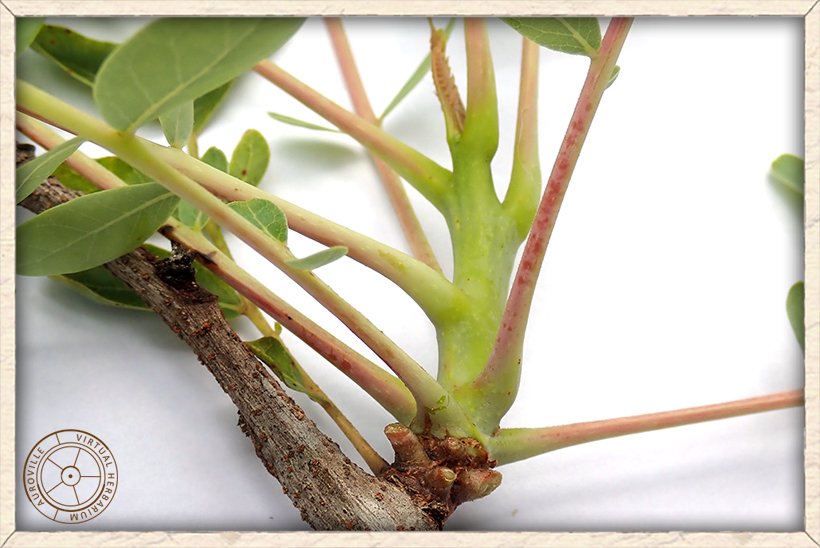 Boswellia serrata red and tomentose leaf rachis