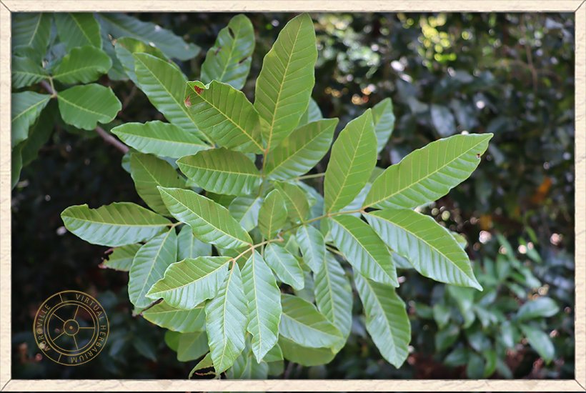 Schleichera oleosa pinnate alternate leaves