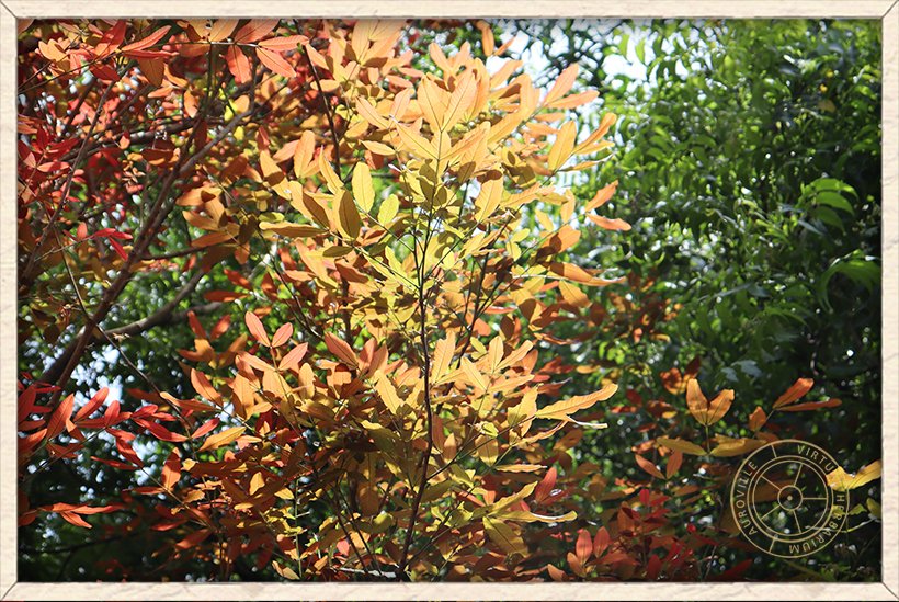 Schleichera oleosa spectacular red and bronze new leaves