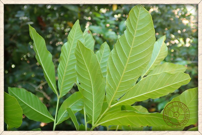 Schleichera oleosa ribbed lower side of leaflets