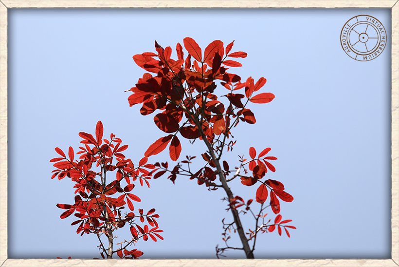 Schleichera oleosa new red leaves