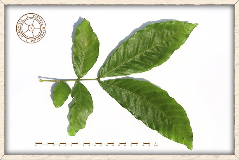 Schleichera oleosa pinnate leaf (upper side)