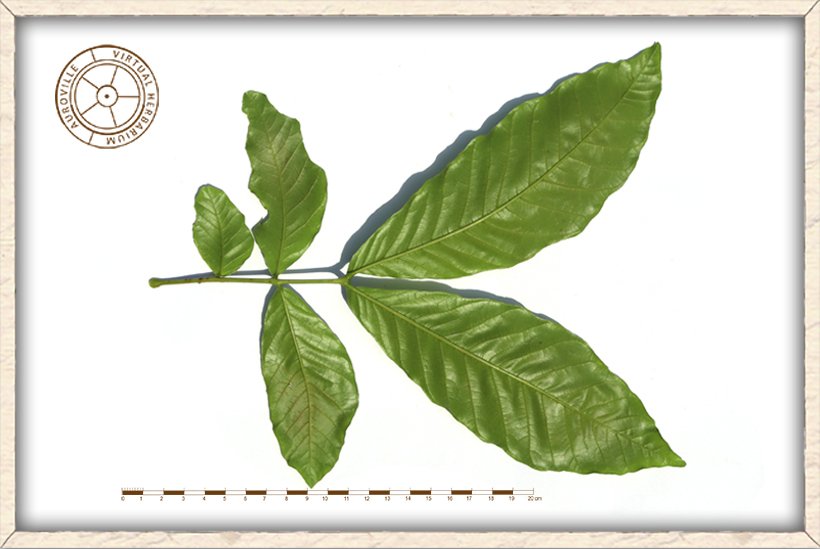 Schleichera oleosa pinnate leaf (lower side)