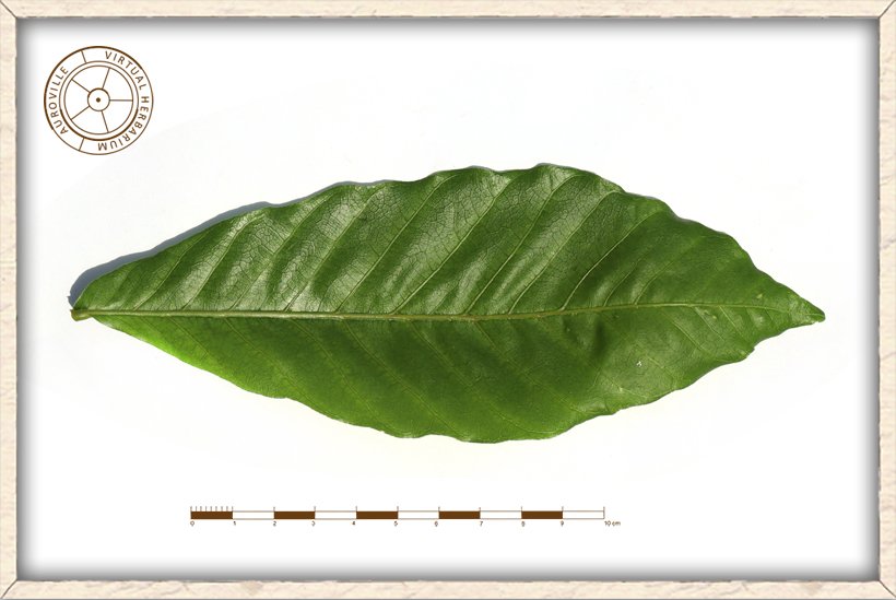 Schleichera oleosa leaflet (upper side)