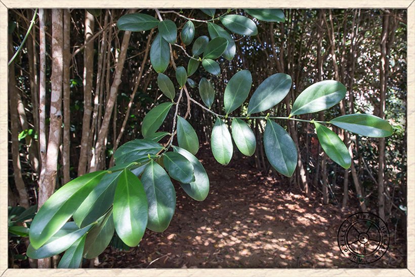 Suregada lanceolata alternate leaves