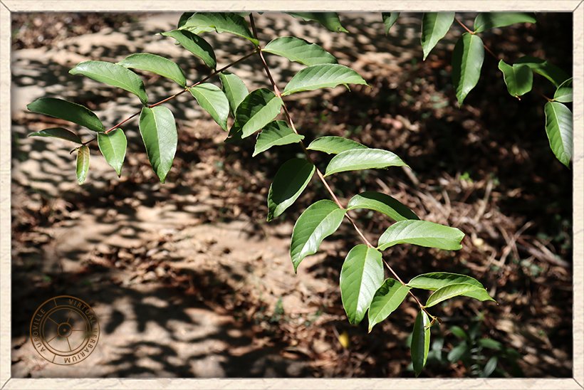 Lagerstroemia parviflora decussate leaves on opposite arrangement