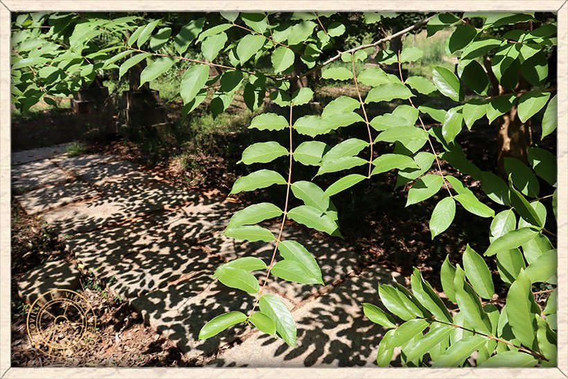 Lagerstroemia parviflora decussate leaves on opposite arrangement