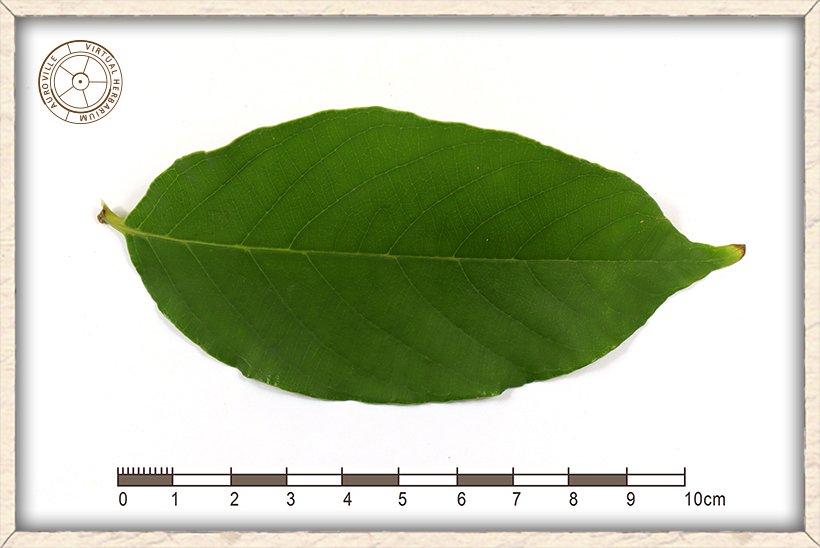 Lagerstroemia parviflora leaf (upper side)