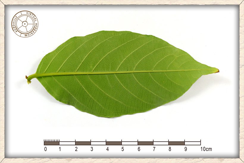Lagerstroemia parviflora leaf (lower side)