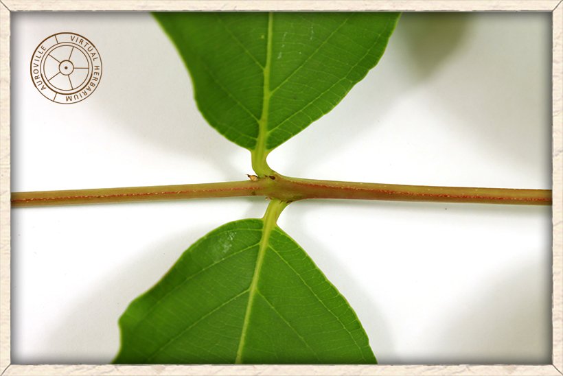 Lagerstroemia parviflora leaf growing slightly asymetrical from the stem