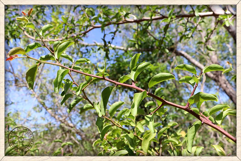 Ximenia americana leaves in alternate arrangement