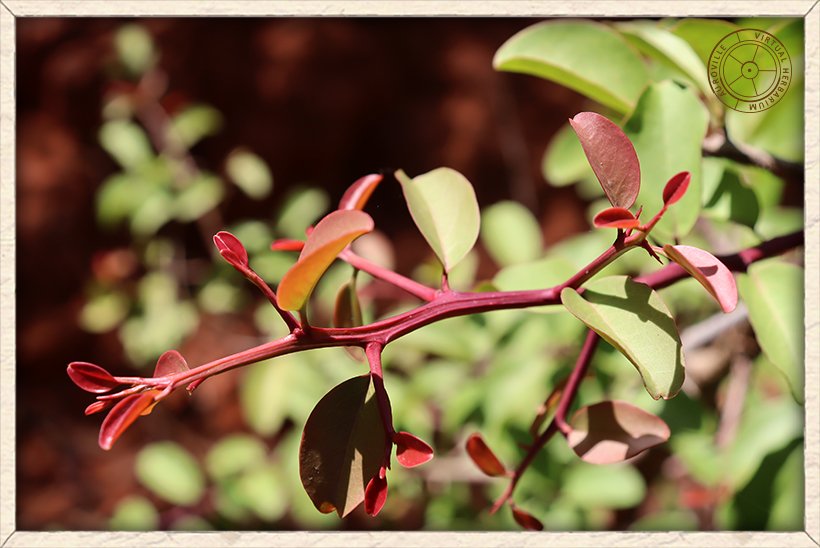 Ximenia americana young growth of red leaves in quadrangular red branchlet