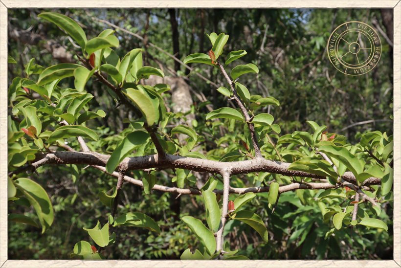 Ximenia americana leaves in woody armed branches