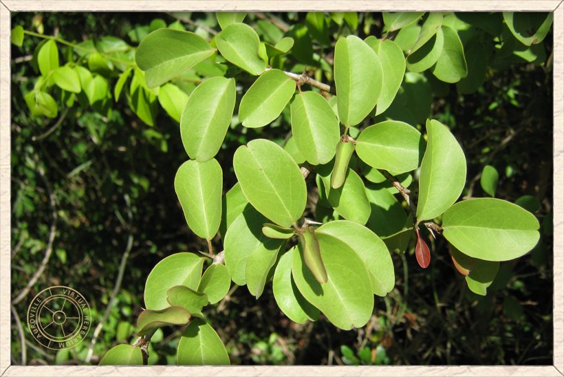 Ximenia americana fleshy oval leaves with emarginate apex