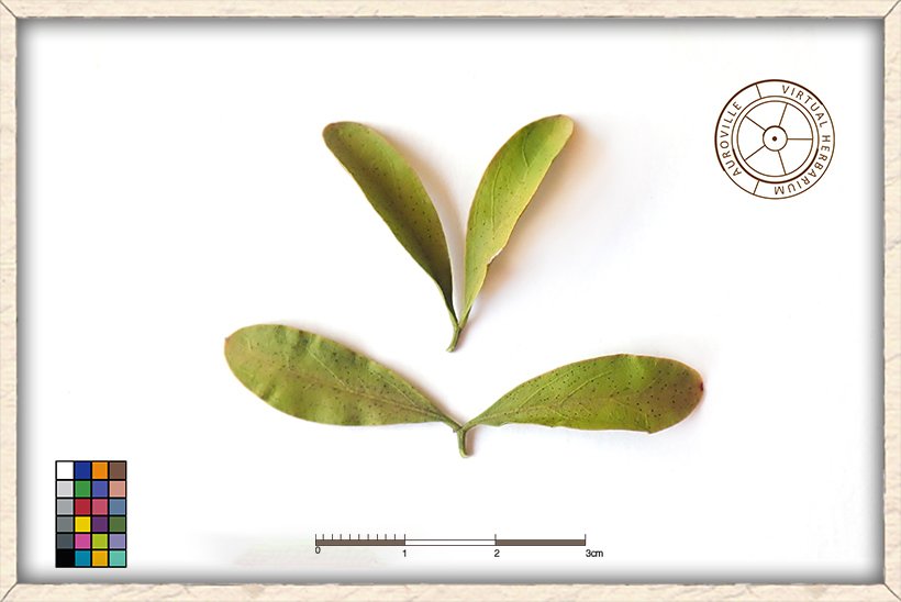 Balanites roxburghii bi-foliolate leaves (upper side)