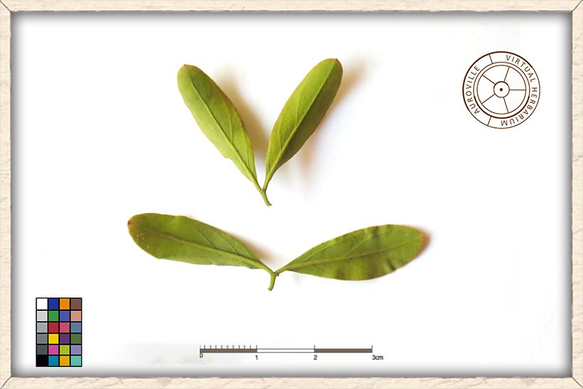 Balanites roxburghii bi-foliolate leaves (upper side)