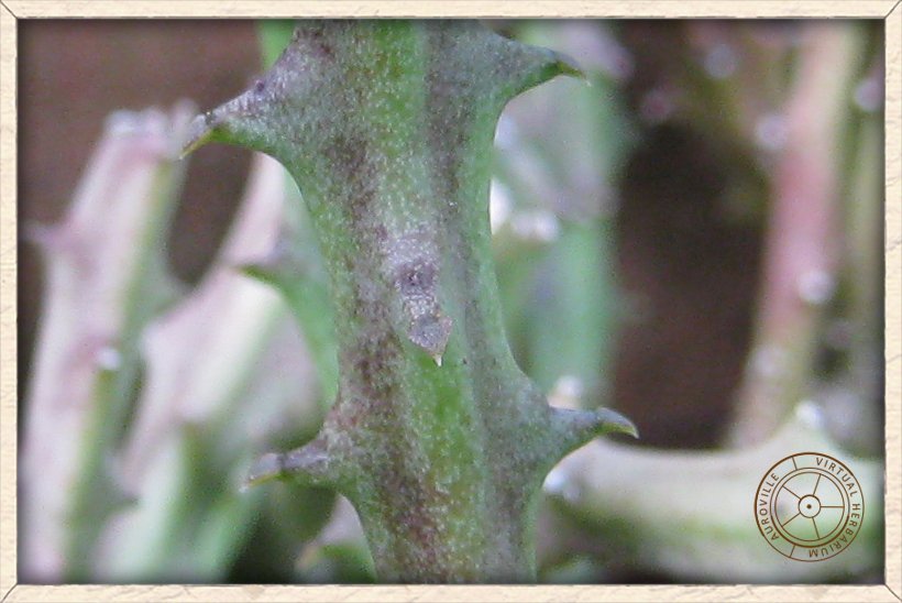 Boucerosia indica minute leaves on stem