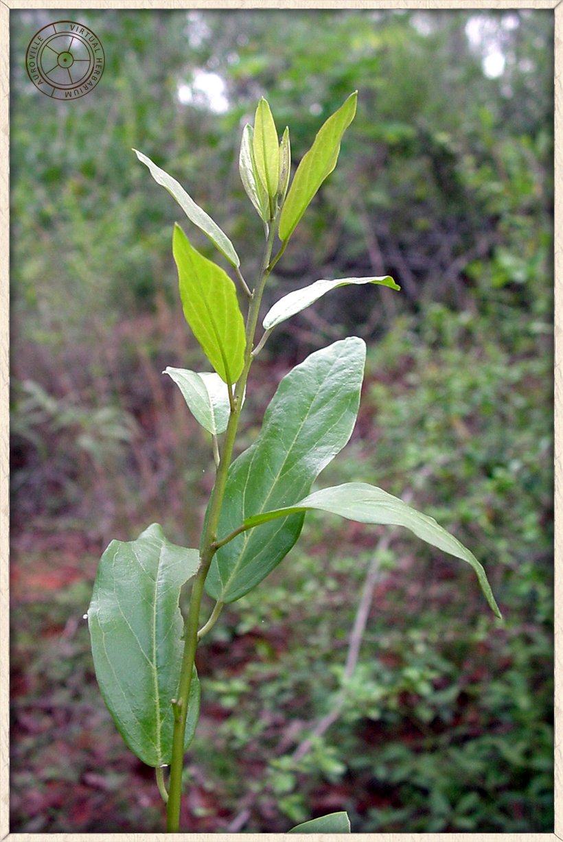 Cadaba fruticosa young leaf growth