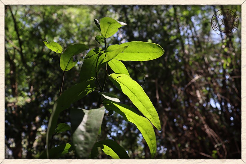 Cadaba fruticosa leaf venation (lower side)