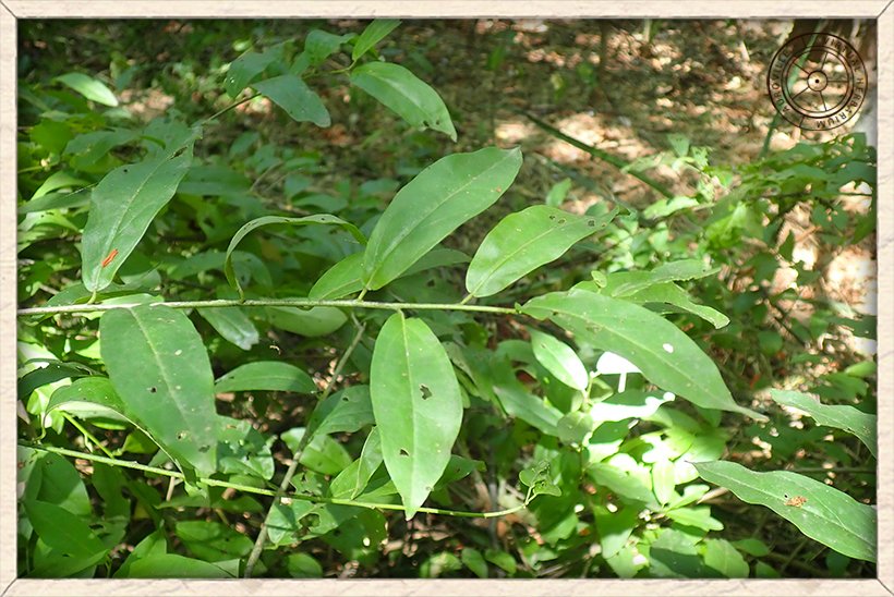 Cadaba fruticosa alternate leaf arrangement
