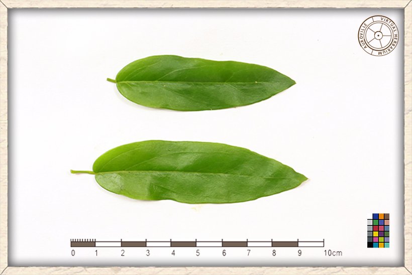 Cadaba fruticosa leaves (upper side)