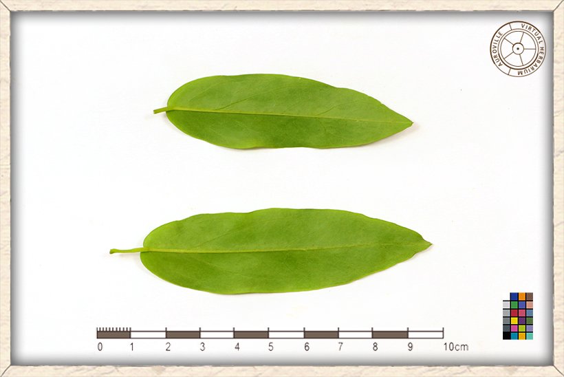 Cadaba fruticosa leaves (lower side)